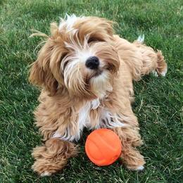 Havanese from Amor Havanese