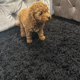 Poodle Puppies from CashEuro Poodles