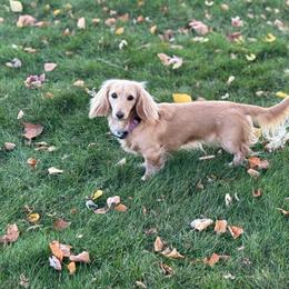 Dove - Dachshund