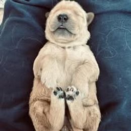 Fifth Pick Female - Golden female Golden Retriever puppy in Big Lake, Alaska from Birchwood Goldens