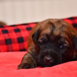 Hermoine - Wheaten female Soft Coated Wheaten Terrier puppy in Kirksville, Missouri from BellSharps Australian Shepherds
