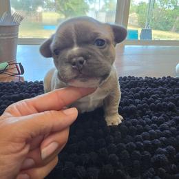Archie - Blue fawn male French Bulldog puppy in Yellowstone County, Montana from JNS Frenchies