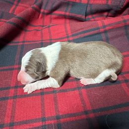 Abby - Red female Border Collie puppy in Chattanooga, Tennessee from Ross Vegas Kennels