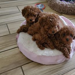 Poodle Puppies from Little Red Poodles