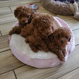 Poodle Puppies from Little Red Poodles