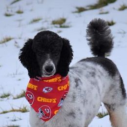 Pipper - Poodle