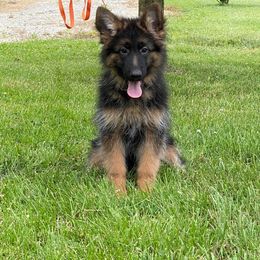 German Shepherd Puppies from von Fenja German Shepherd Dogs