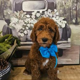 Turquoise female - Red  female Goldendoodle puppy in Haughton, Louisiana from Bailey’s Cajun Canines