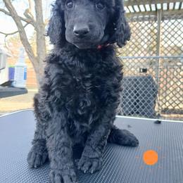 Orange - Black female Poodle puppy in Big Rapids, Michigan from Meeker's Ridge Standard Poodles