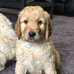 Goldendoodle Puppies from Heart of Goldendoodles