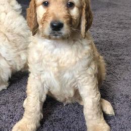 Goldendoodle Puppies from Heart of Goldendoodles