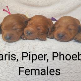 Goldendoodle Puppies from Penny_redminigoldendoodles7