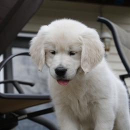 Golden Retriever Puppies from K & M Golden Retrievers