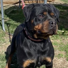 Rottweilers from Bella Bowe Import Rottweilers