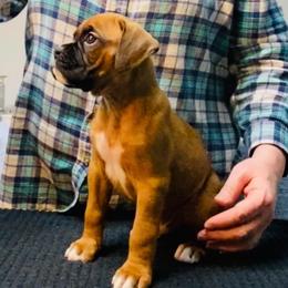 Purple - Fawn male Boxer puppy in Butler, Pennsylvania from Schaible's Boxer Huddle
