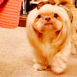 Isabella - Shih Tzu
