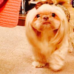 Isabella - Shih Tzu
