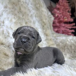 Lilac collar - Gray female Cane Corso puppy in Fairfield, California from Royal Class Kennels