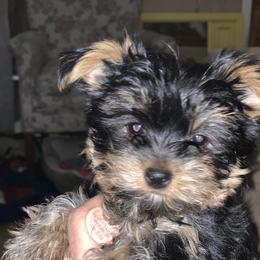"Daisy " Yorkshire Terrier Puppies from Coursey’s Yorkies