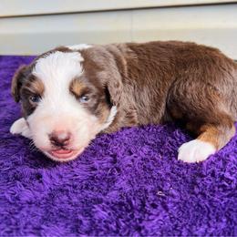 Leo - Red tri-color male Australian Shepherd puppy in Charlotte, North Carolina from Awesome Aussies
