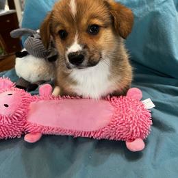 Male 2 - Sable male Pembroke Welsh Corgi puppy in Moundville, Alabama from Cartee Corgis - Debi Cartee Mills