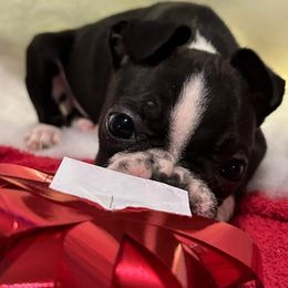 Wren - Boston Terrier