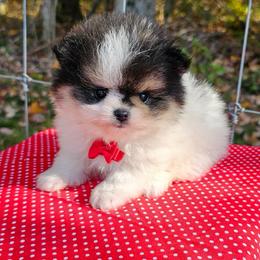 Bubbles - Tri-colored male Pomeranian puppy in Utica, Ohio from Poodle Me Crazy