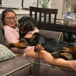 Rottweiler Puppies from Bronx Von Bridges Rottweilers