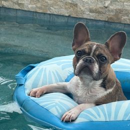 Teeter - Fawn and white female French Bulldog puppy in League City, Texas from Baby Bear Frenchies