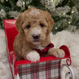 Mr Sweets - Apricot male Goldendoodle puppy in Mayfield, Utah from Ruff Country Doodles
