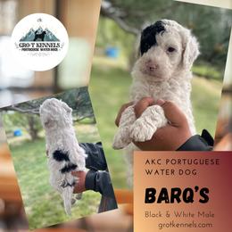 Barq's - Black and white male Portuguese Water Dog puppy in Weston, Idaho from Gro-T Kennels