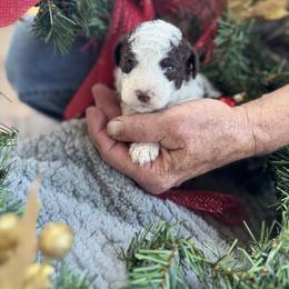 Twix - Parti male Goldendoodle puppy in Cross, South Carolina from DoodleDandy & Danes