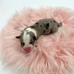 Sky - Blue merle and white female American Corgi puppy in Waskom, Texas from Piney Woods Corgis