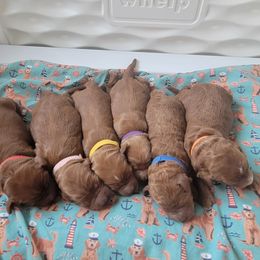 Goldendoodle puppies from Pleasant Lake Doodles