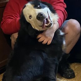 Marci - Bernese Mountain Dog