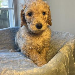 Snowball - Cream female Goldendoodle puppy in Clarksville, Tennessee from Golden Pine Designer Doodles