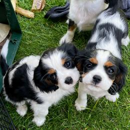 Candy - Tri-color female Cavalier King Charles Spaniel puppy in Corona, California from Kelton Cavaliers
