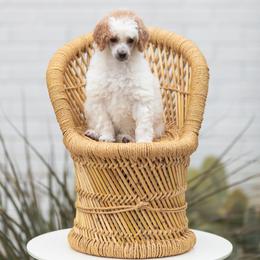 Poodle Puppies from Cityscape Moyen Poodles