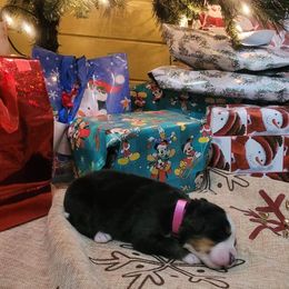 Bernese Mountain Dog Puppies from Stone Hill Farm