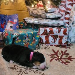 Bernese Mountain Dog Puppies from Stone Hill Farm