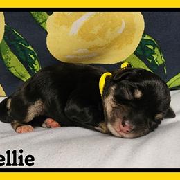 Nellie - Black and silver female Miniature Schnauzer puppy in Lebanon, Missouri from Cedar Glades Canines