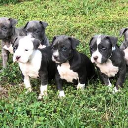 American Bully Puppies from Bolt Action Kennel