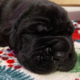 Cane Corso Puppies from Altiere Cane Corso