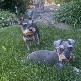 Bert - Miniature Schnauzer