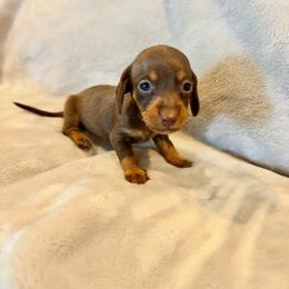 AKC Espresso - Chocolate and tan female Dachshund puppy in Laveen, Arizona from Acosta Kennel