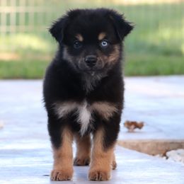 Midnight - Black tri male Miniature Australian Shepherd puppy in Goliad, Texas from Sassy Lil Aussies and Diamond W Poodles