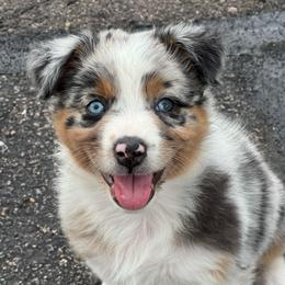 Angel - Blue merle female Australian Shepherd puppy in Franktown, Colorado from Double NB Livestock LLC