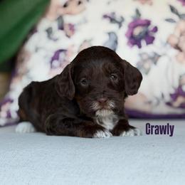 Crawly - Chocolate female Australian Labradoodle puppy in Clarksville, Tennessee from Fairytale Lane Australian Labradoodles