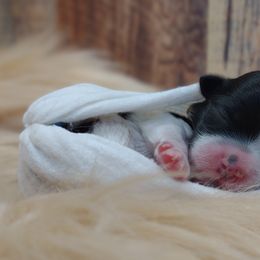 Companion Cross, Mal-Shi, Maltese, Maltipoo, Morkie, and Shih Tzu Puppies from Seeking Shalom Acres Maltese, Maltipoos & Havamalts