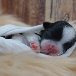 Companion Cross, Mal-Shi, Maltese, Maltipoo, Morkie, and Shih Tzu Puppies from Seeking Shalom Acres Maltese, Maltipoos & Havamalts